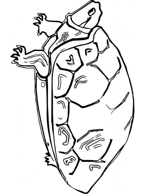 Tortoise coloring pages for kids to print - GBcoloring