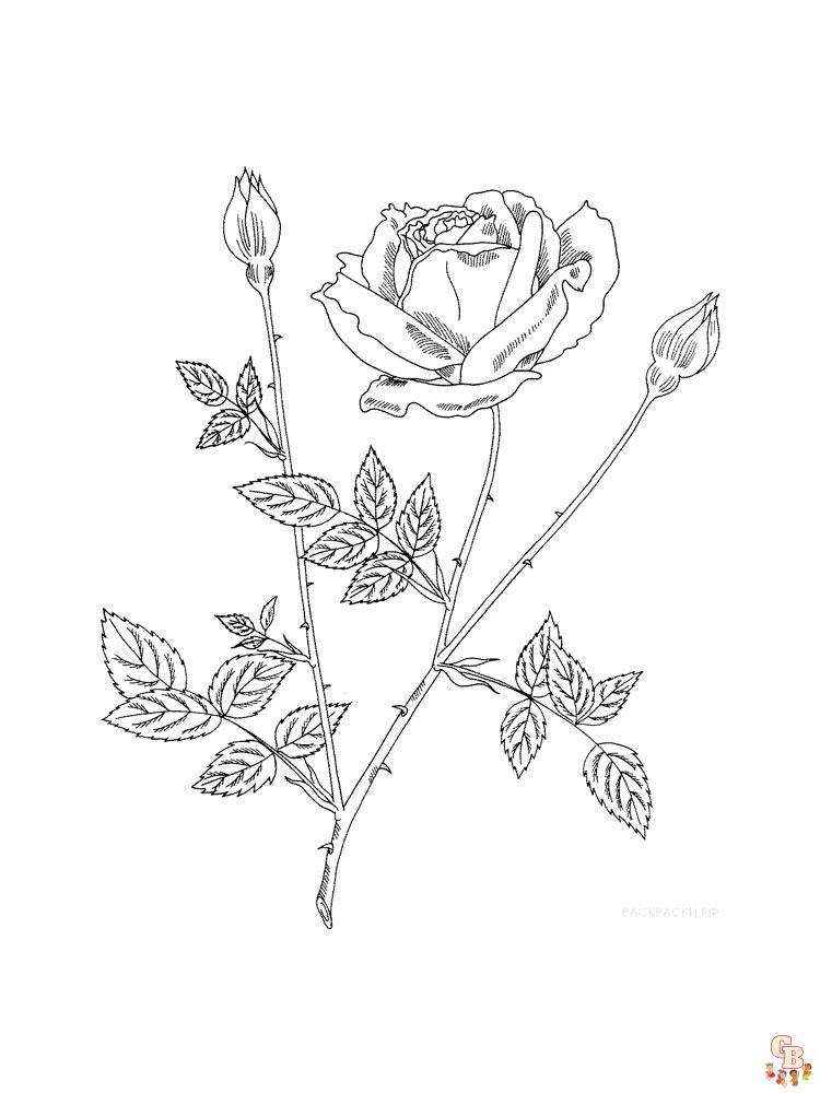 rose coloring pages 34