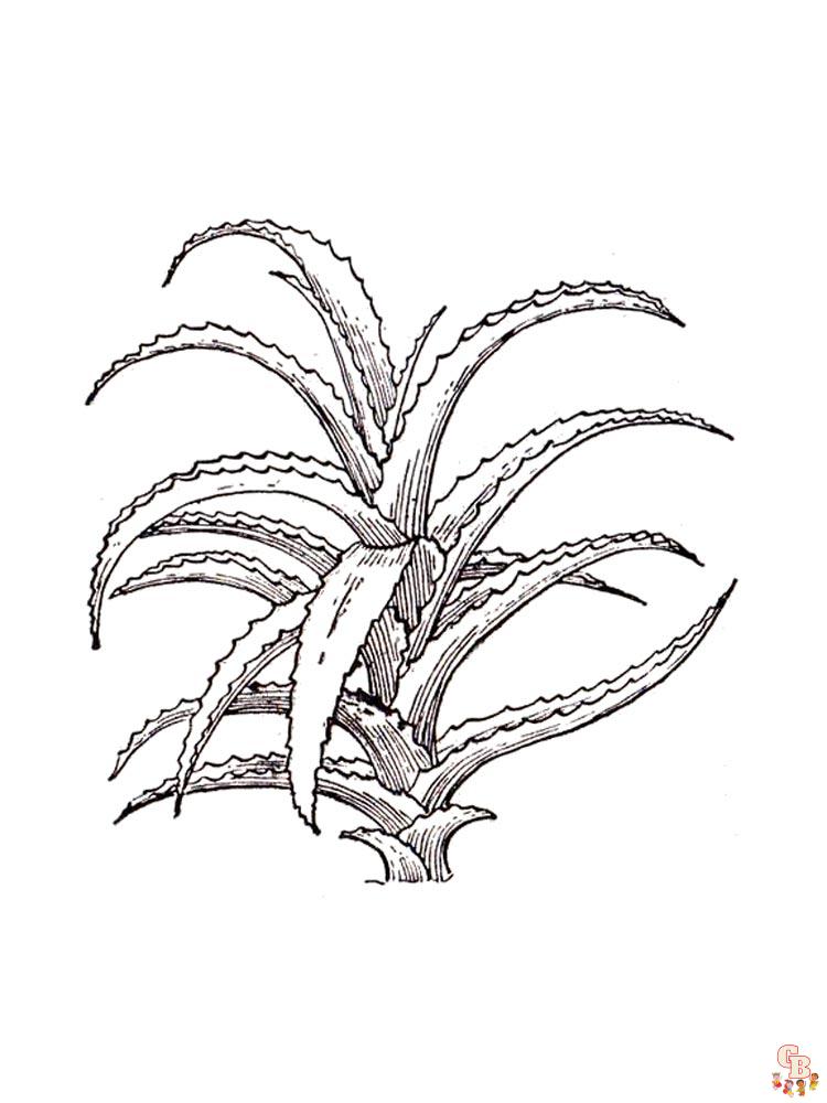 Aloe Coloring Pages 16