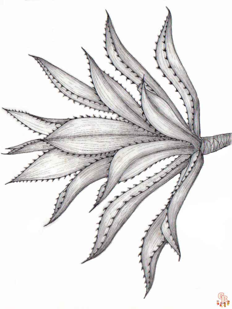 Aloe Coloring Pages 2