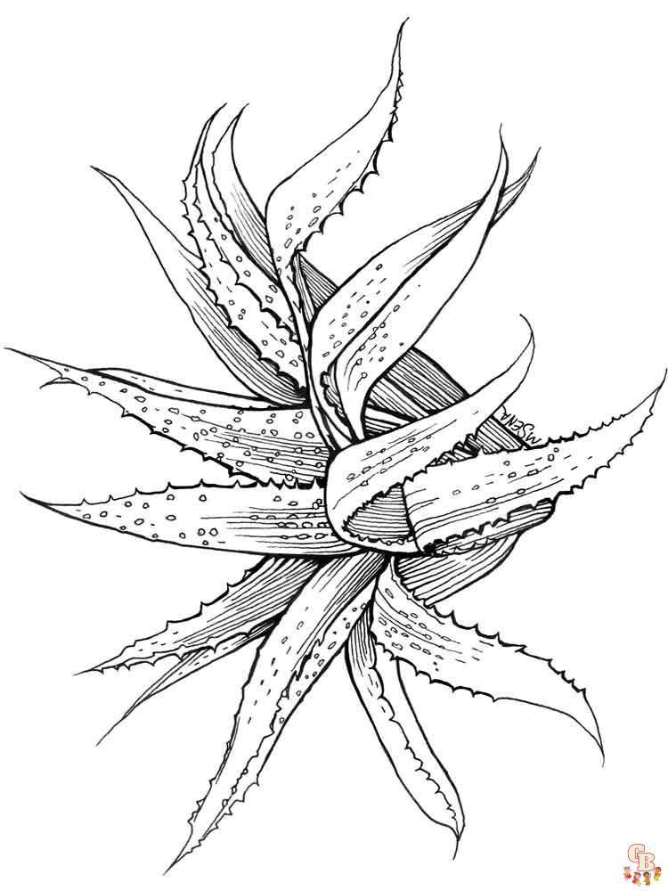 Aloe Coloring Pages 3