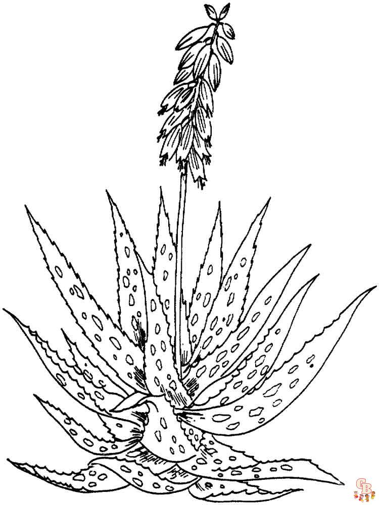 Aloe Coloring Pages 4
