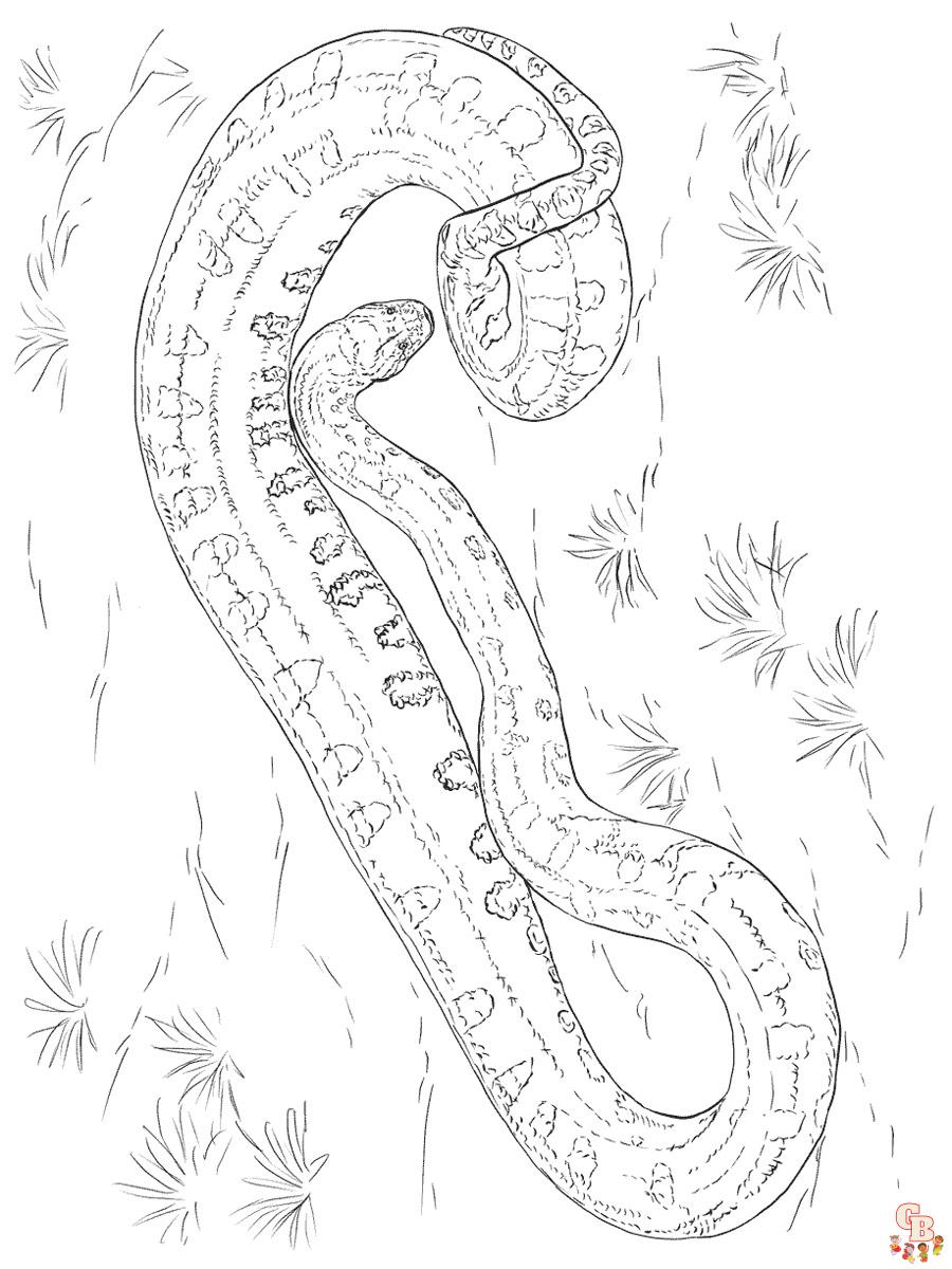 Anaconda Coloring Pages - Free And Printable