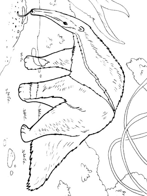 Anteater Coloring Pages - Printable & Free for Kids