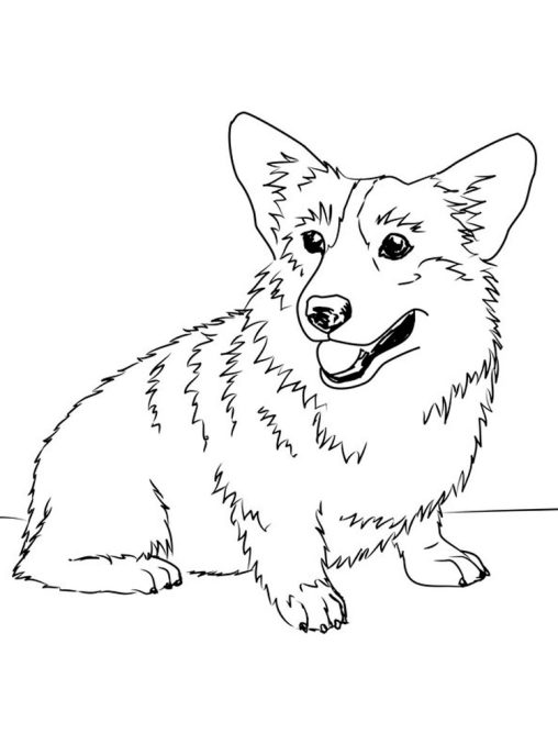 Free Corgi Coloring Pages Download Print Today GBcoloring