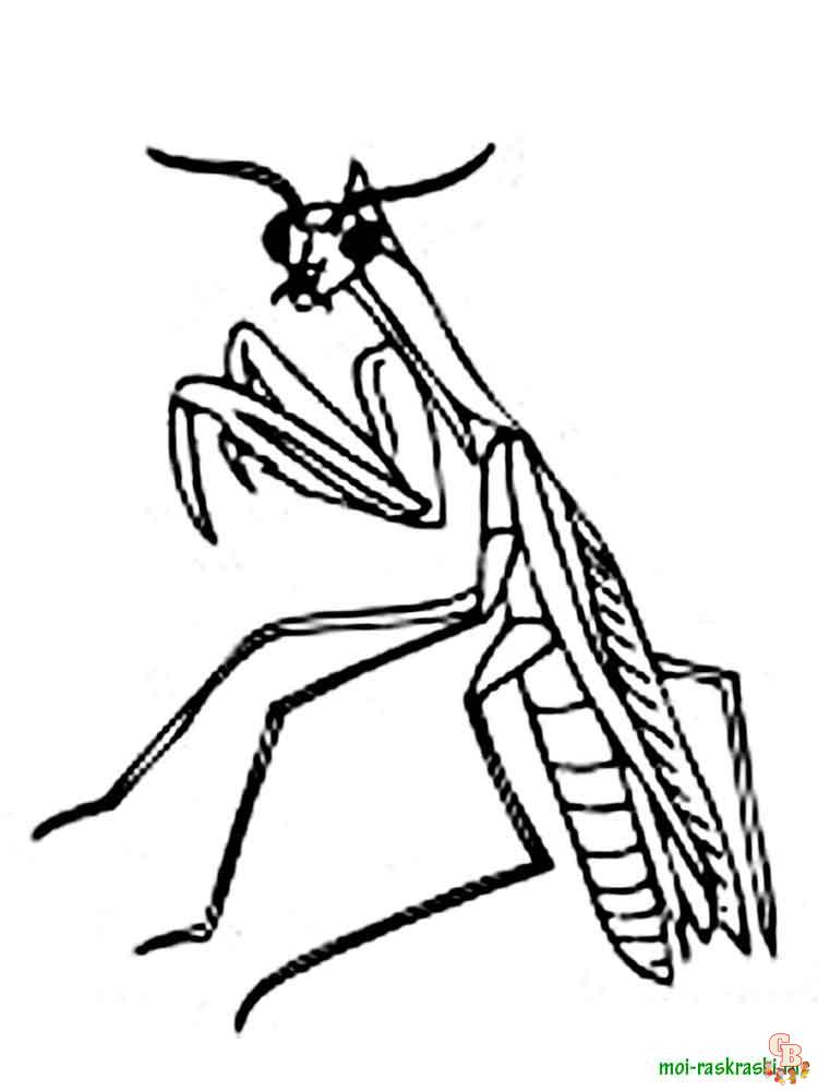 Insect Coloring Pages 33