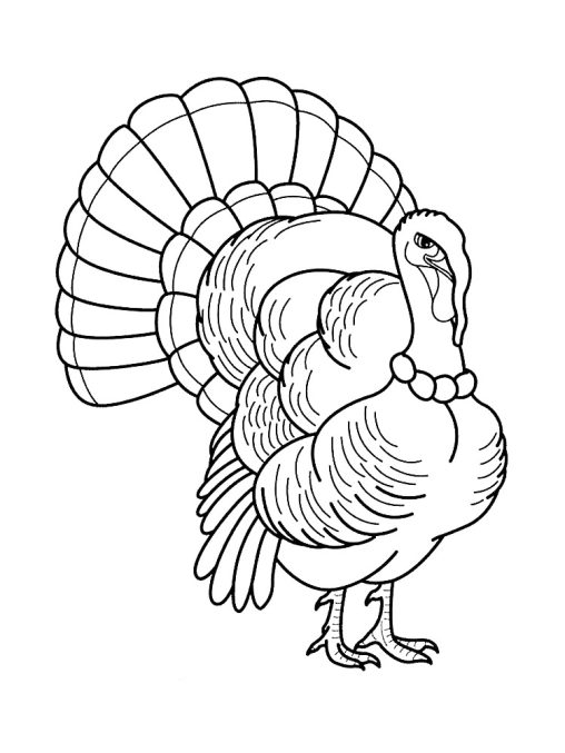 Enjoy Free Turkey Coloring Pages Printable and Have Fun