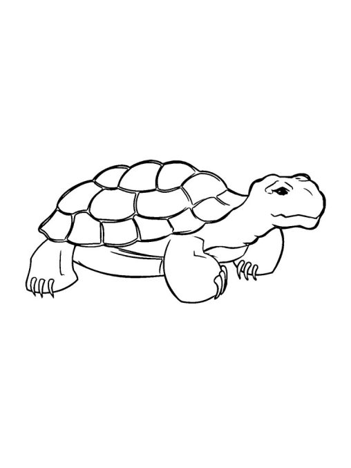 Turtle Coloring Pages - Free Printables for Kids