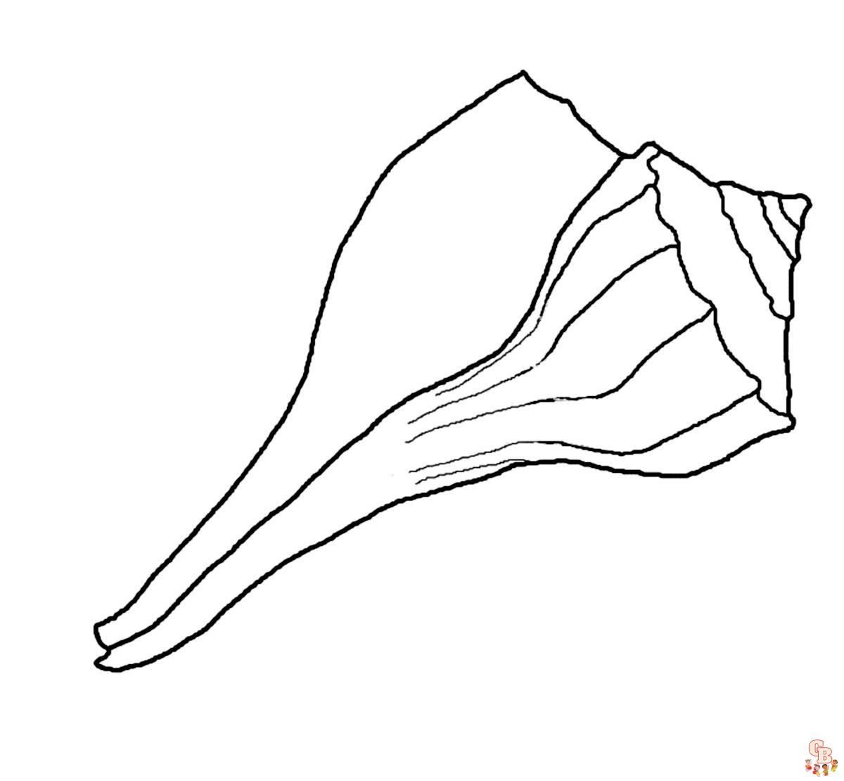 Shell Coloring Pages