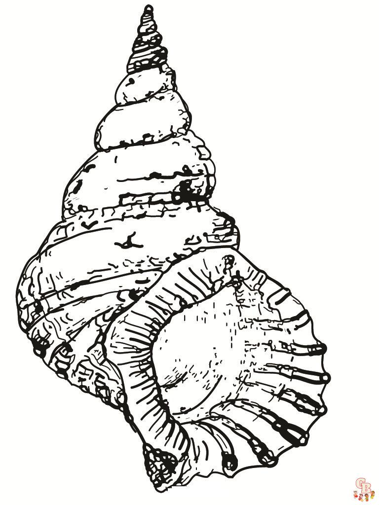 Shell Coloring Pages