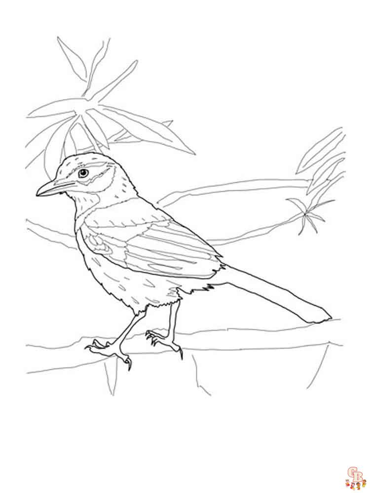 Blue Jay Coloring Pages 11