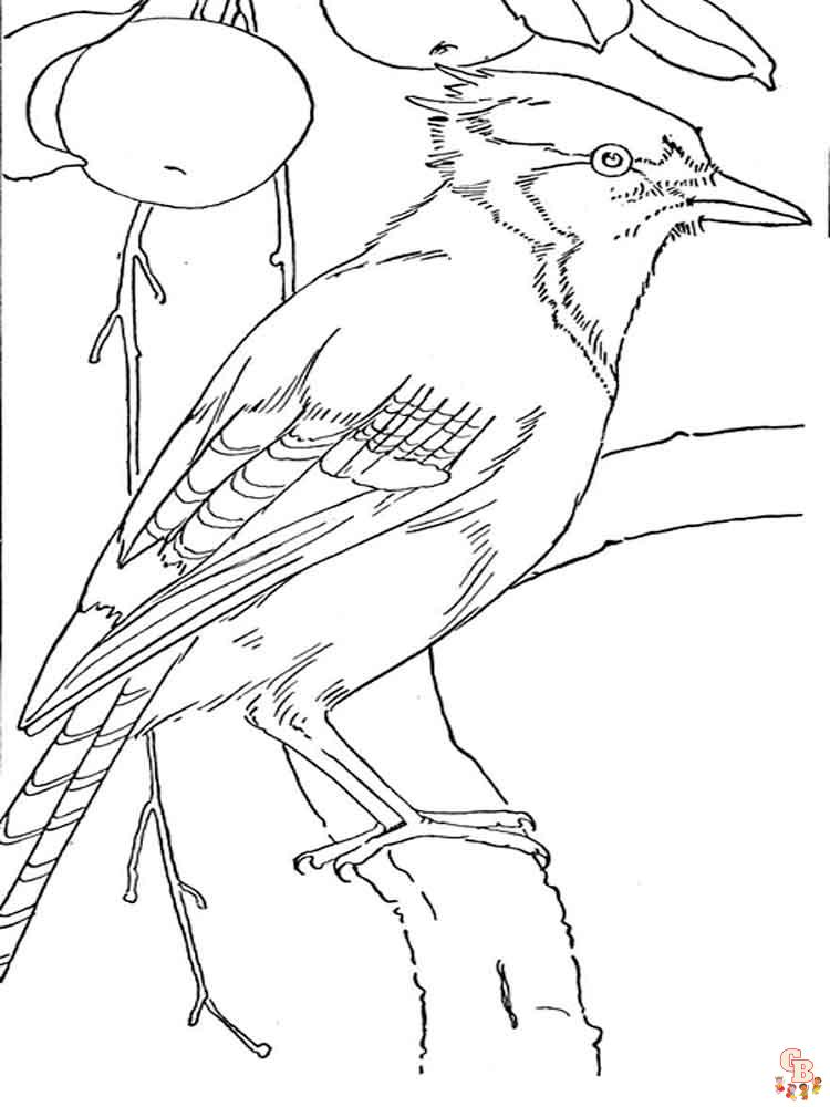 Blue Jay Coloring Pages 12