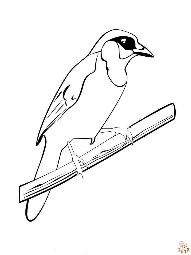 Blue Jay Coloring Pages 13
