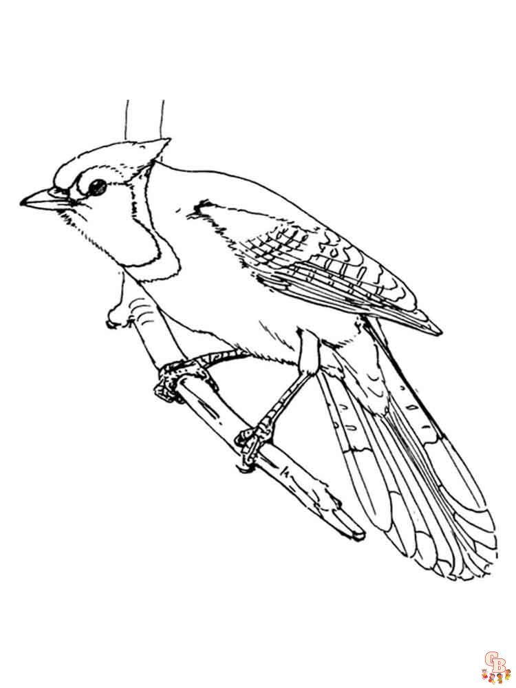 Blue Jay Coloring Pages 3