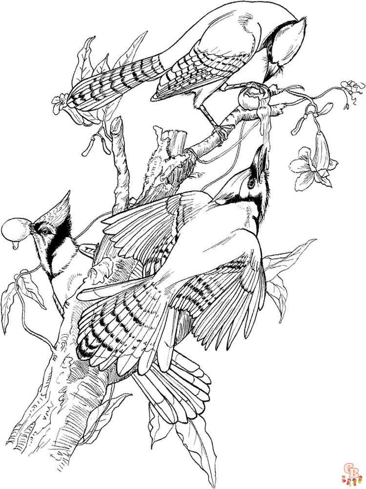Blue Jay Coloring Pages 6