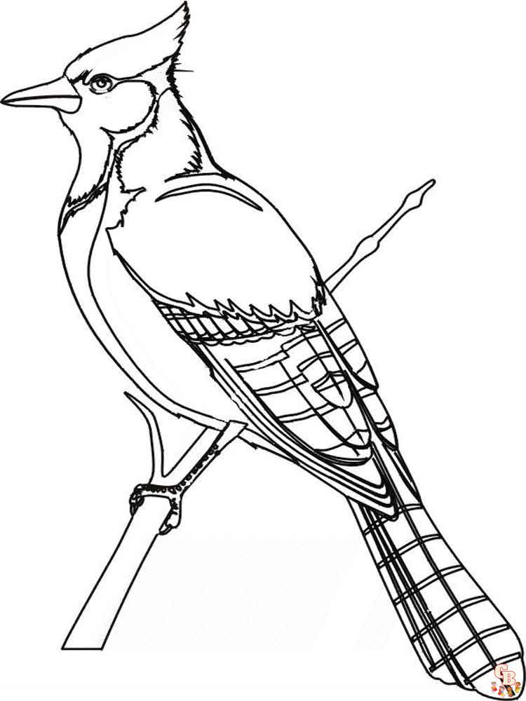 Blue Jay Coloring Pages 8