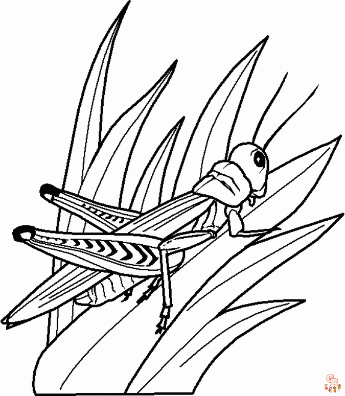 Bug Coloring Pages 2