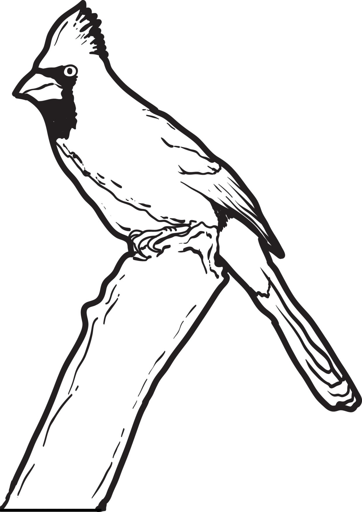 Cardinal Coloring Pages 2