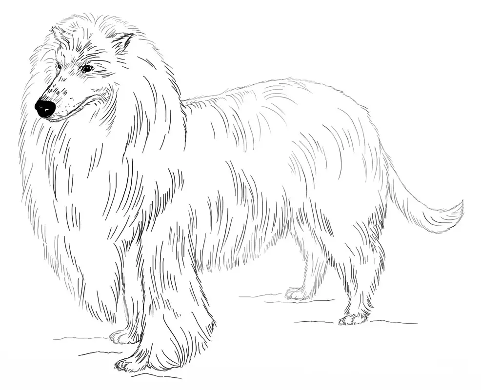 Collie Coloring Pages 1