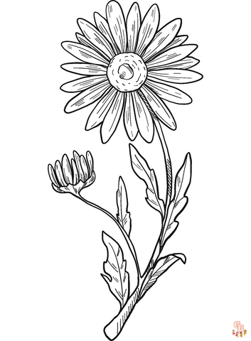 Daisy Coloring Pages 2