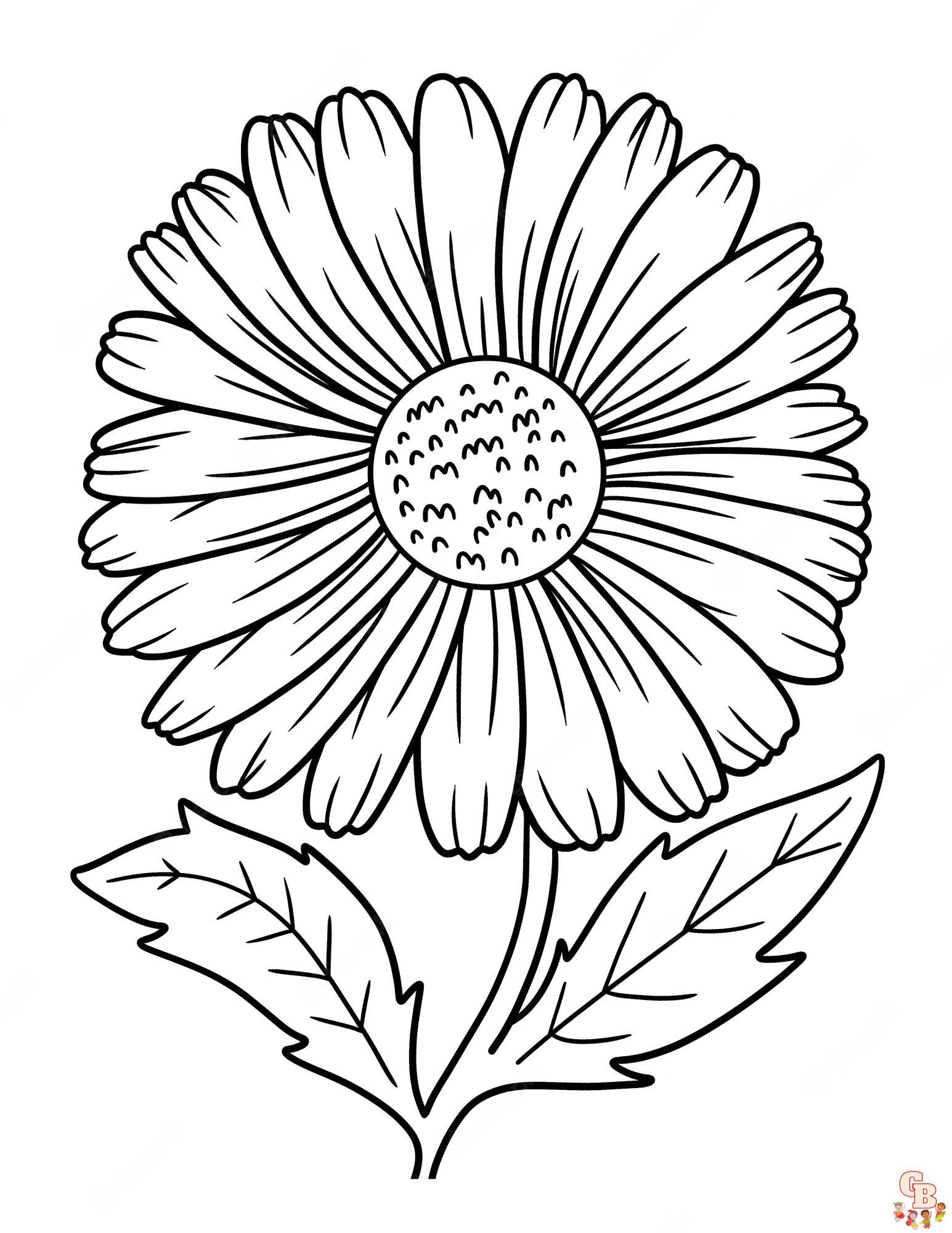 Daisy Coloring Pages 6