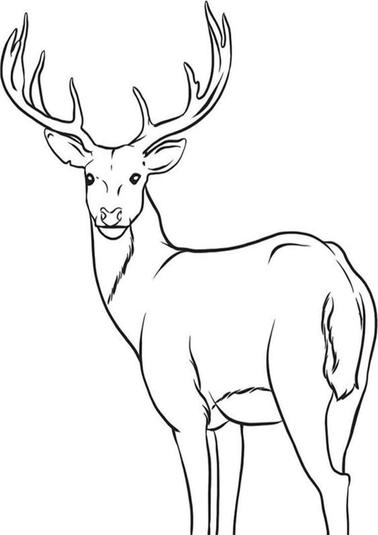 Deer Coloring Pages 3