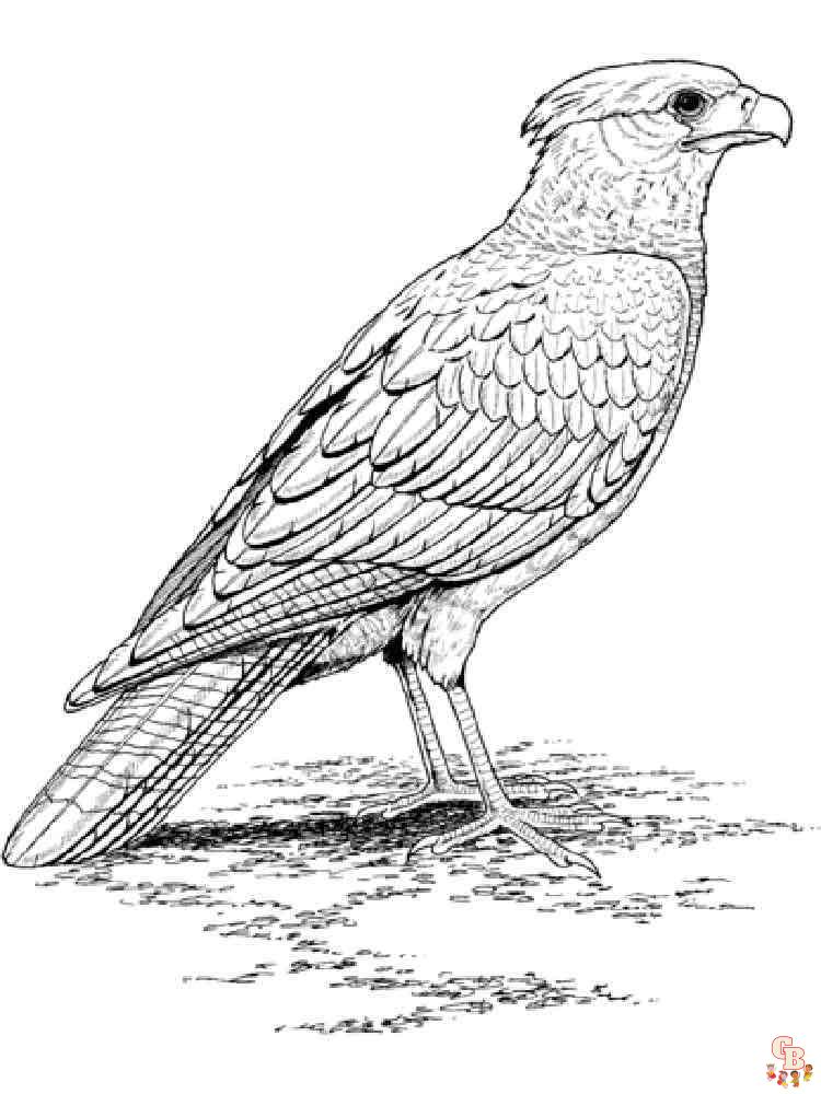 Falcon Coloring Pages 4
