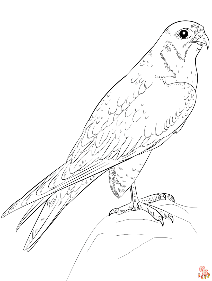 Falcon Coloring Pages 5