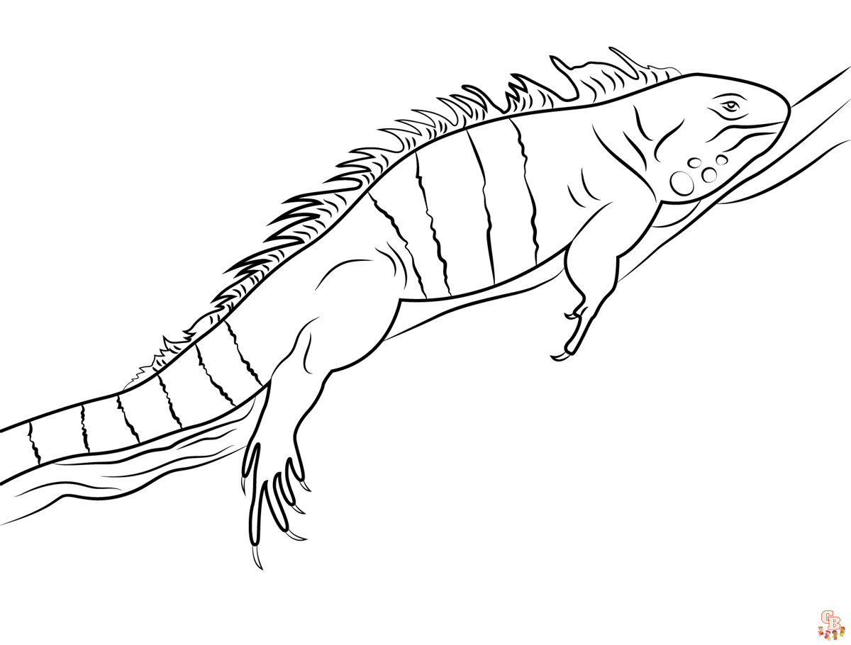 Iguana Coloring Pages 1