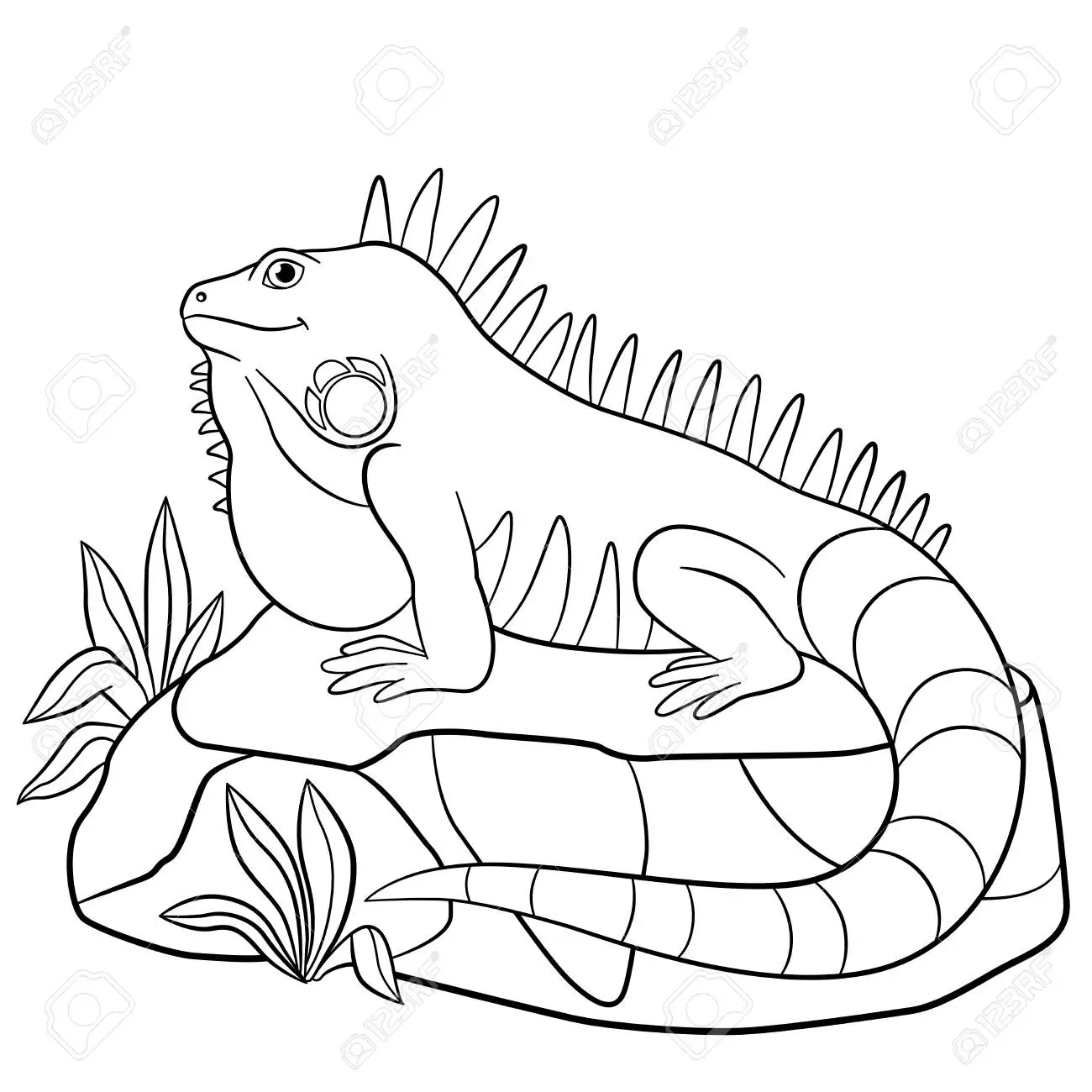 Iguana Coloring Pages 1