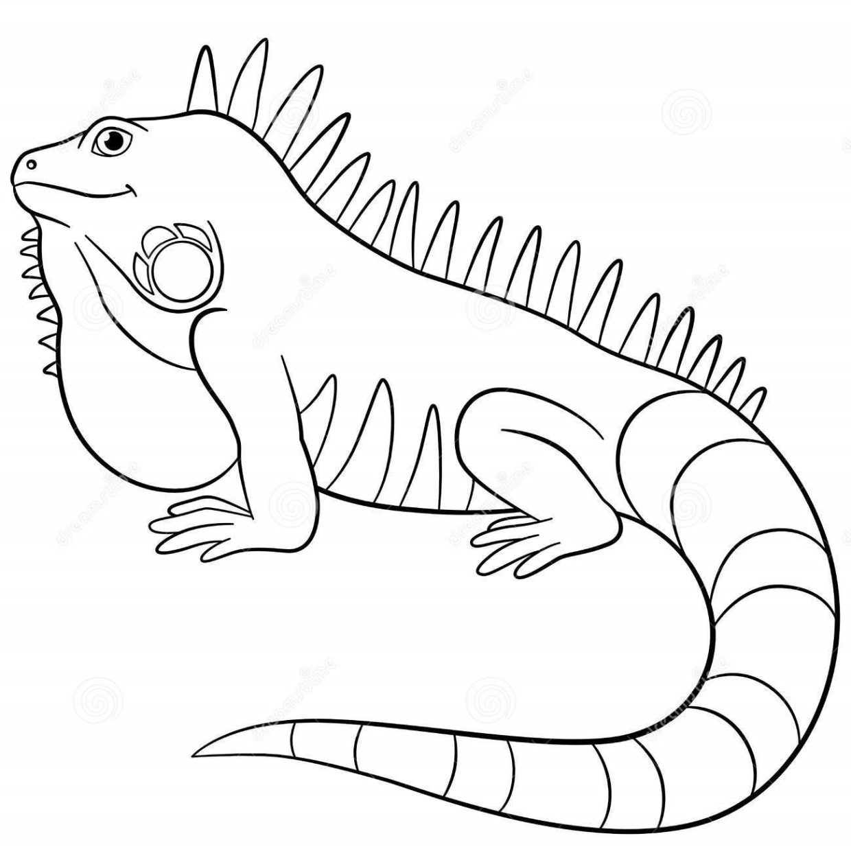 Iguana Coloring Pages 6