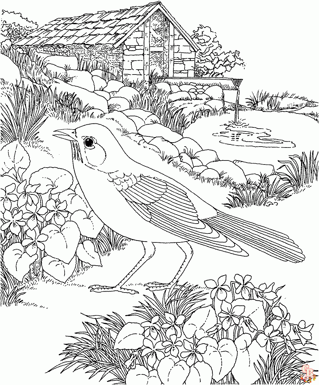 Robin Coloring Pages