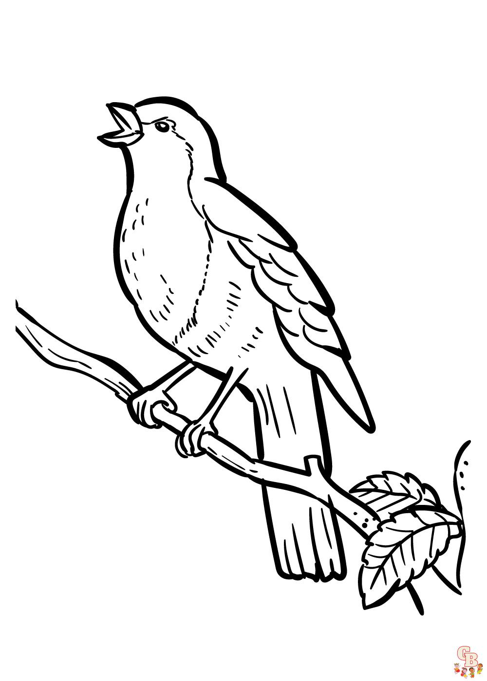 Robin Coloring Pages