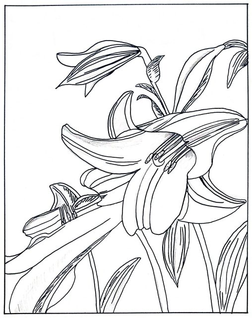 Beautiful Lily Coloring Pages for Kids - Printable and Free