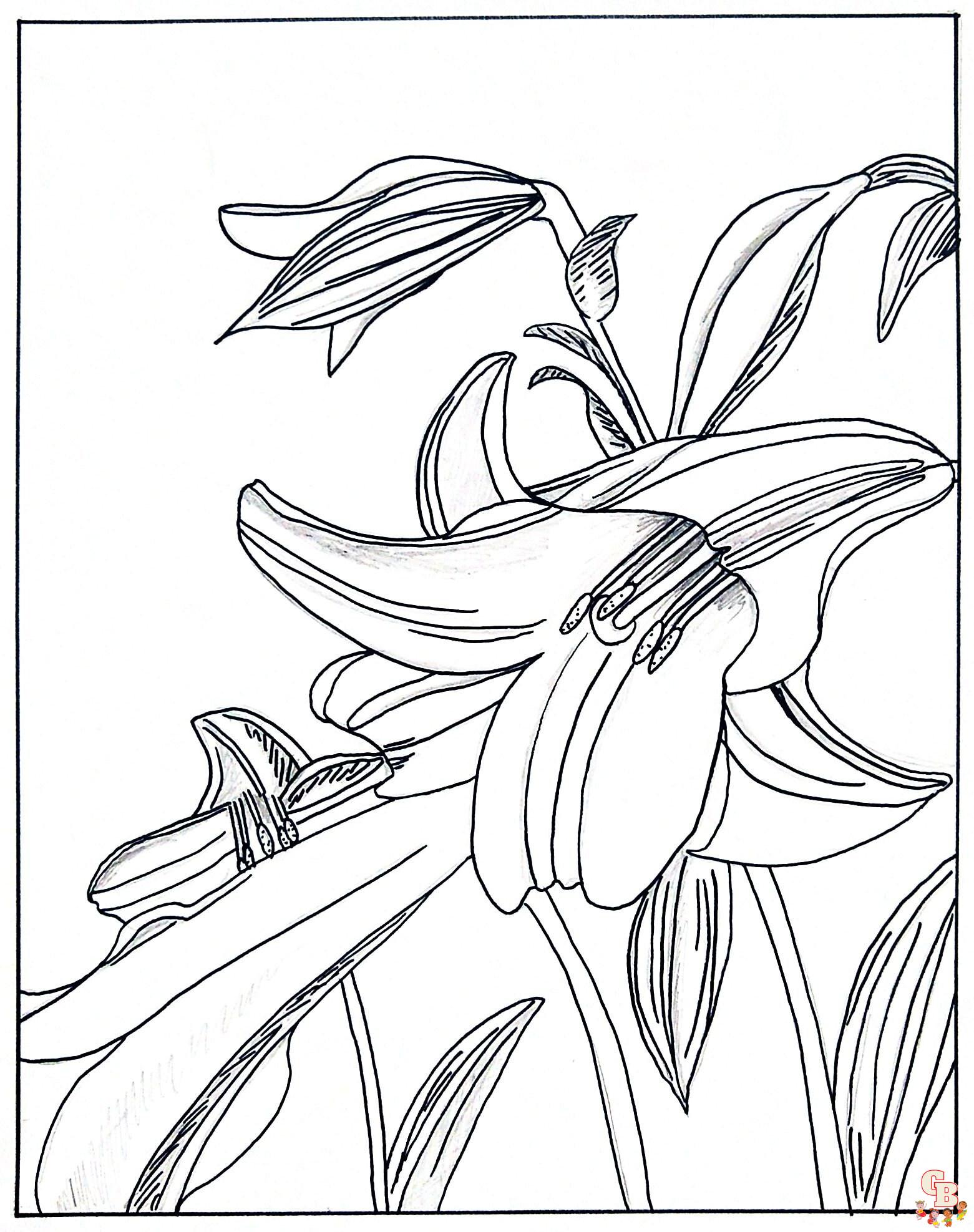 lily coloring pages 1