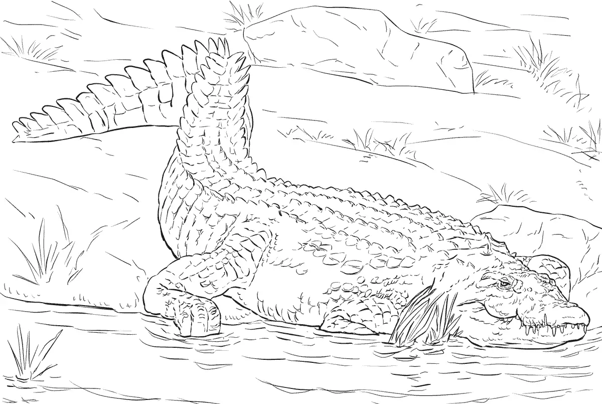 realistic ocean animal coloring pages