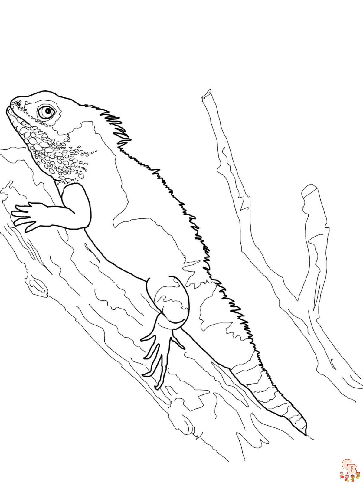 Bearded Dragon Coloring Pages 1 1