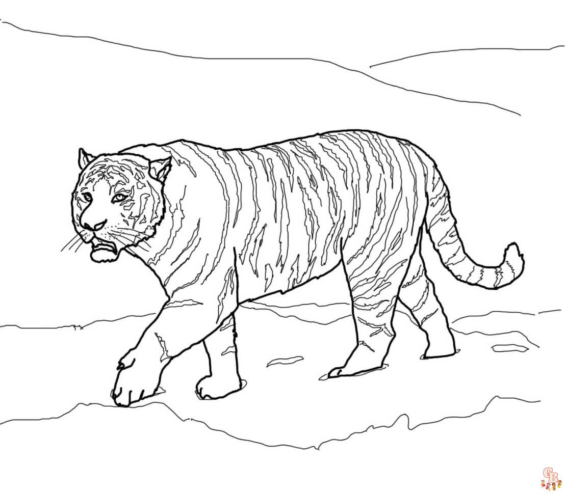 Beautiful Amur Tiger Coloring Pages
