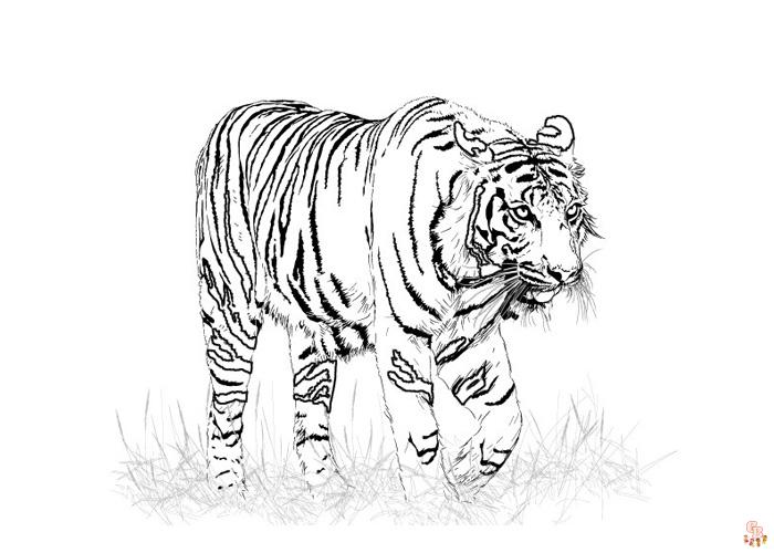 Beautiful Amur Tiger Coloring Pages