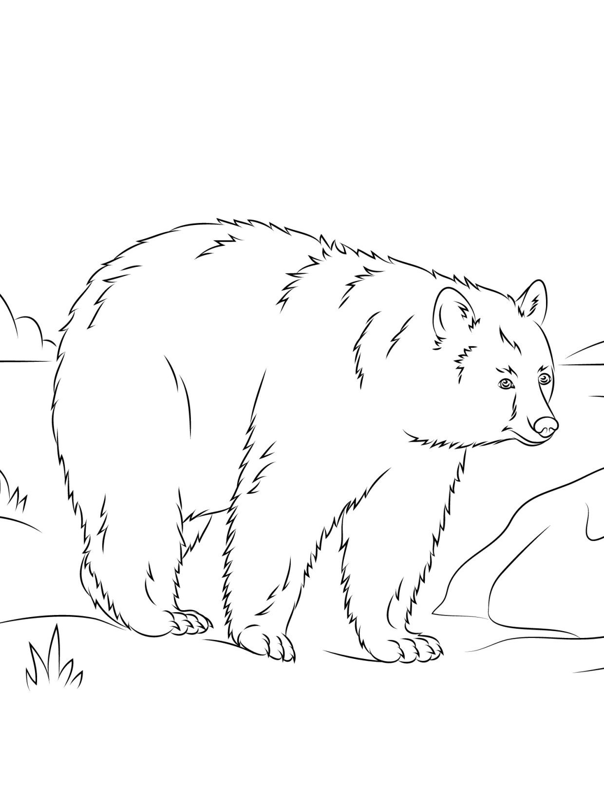 Explore the Wild with Free Printable Bear Coloring Pages