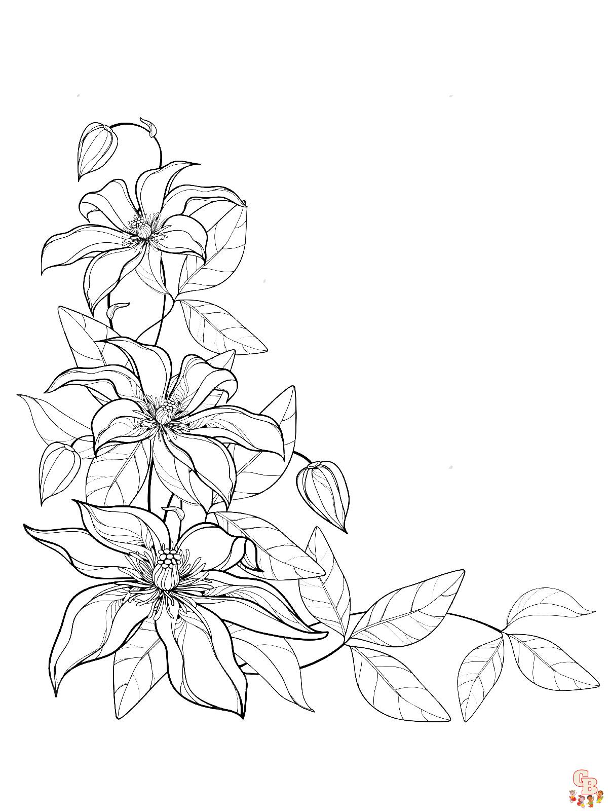 Clematis Coloring Pages 1