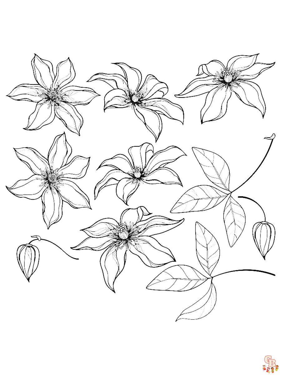 Clematis Coloring Pages 10