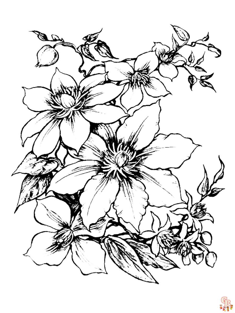 Clematis Coloring Pages 2