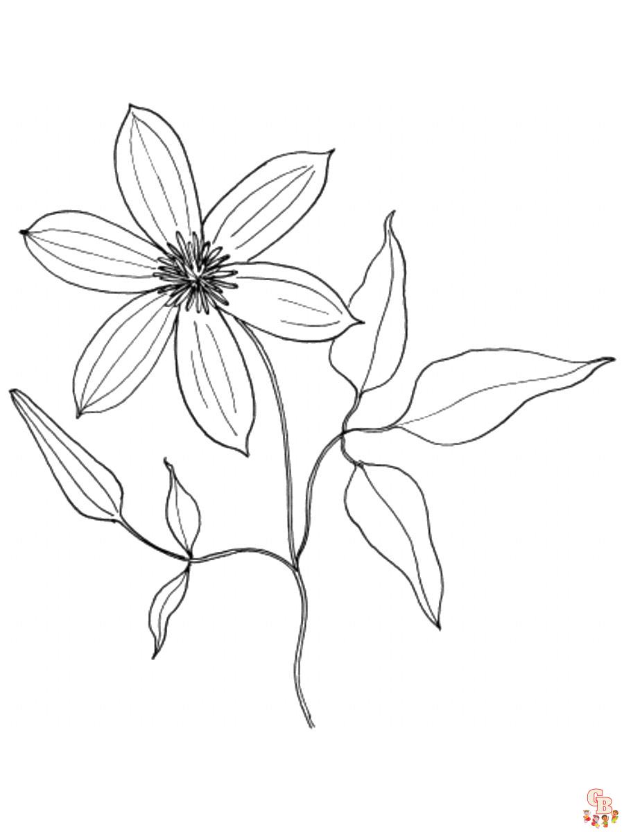 Clematis Coloring Pages 3