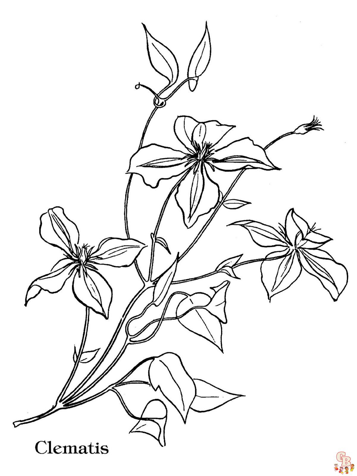 Clematis Coloring Pages 5
