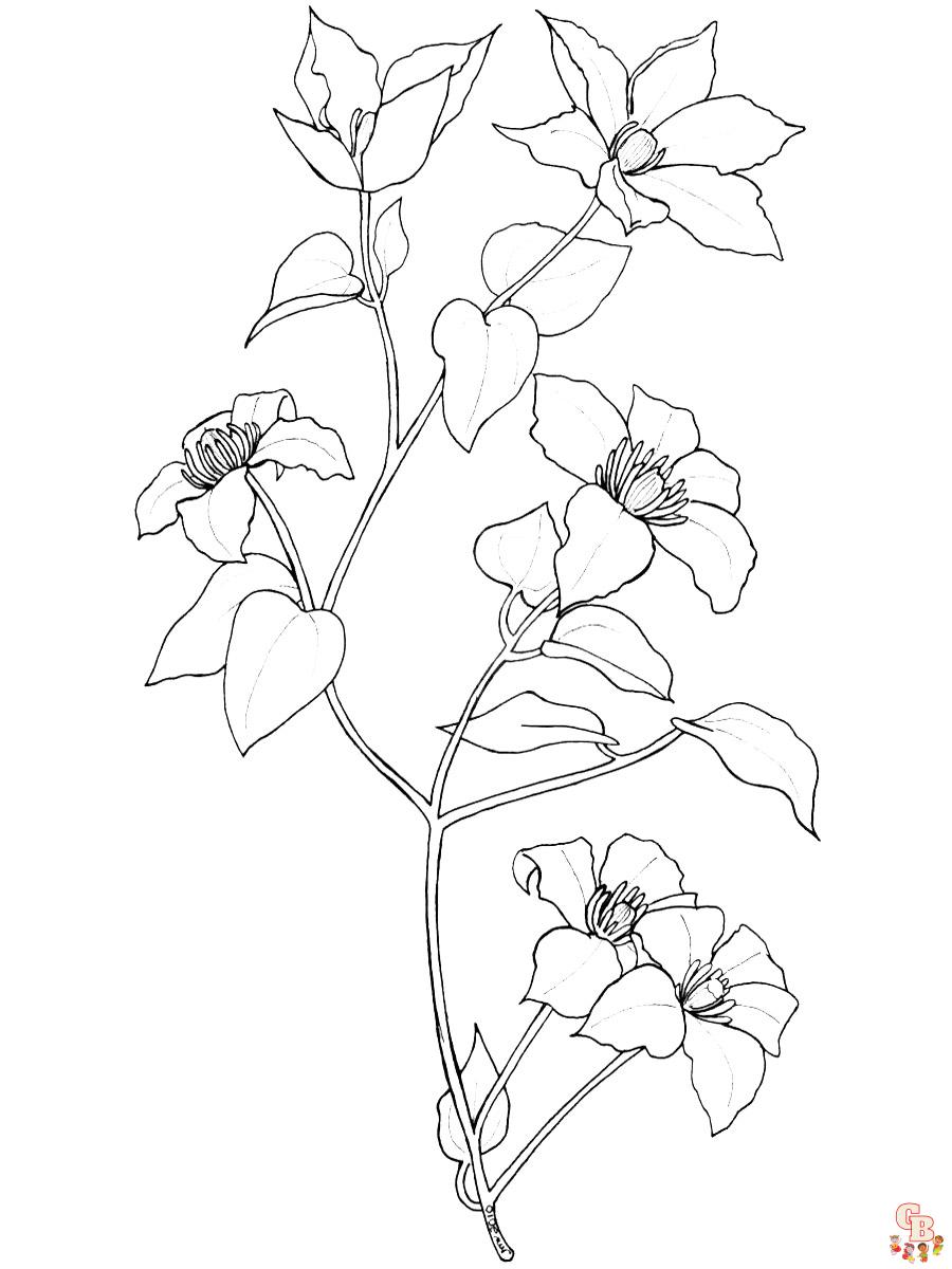 Clematis Coloring Pages 6