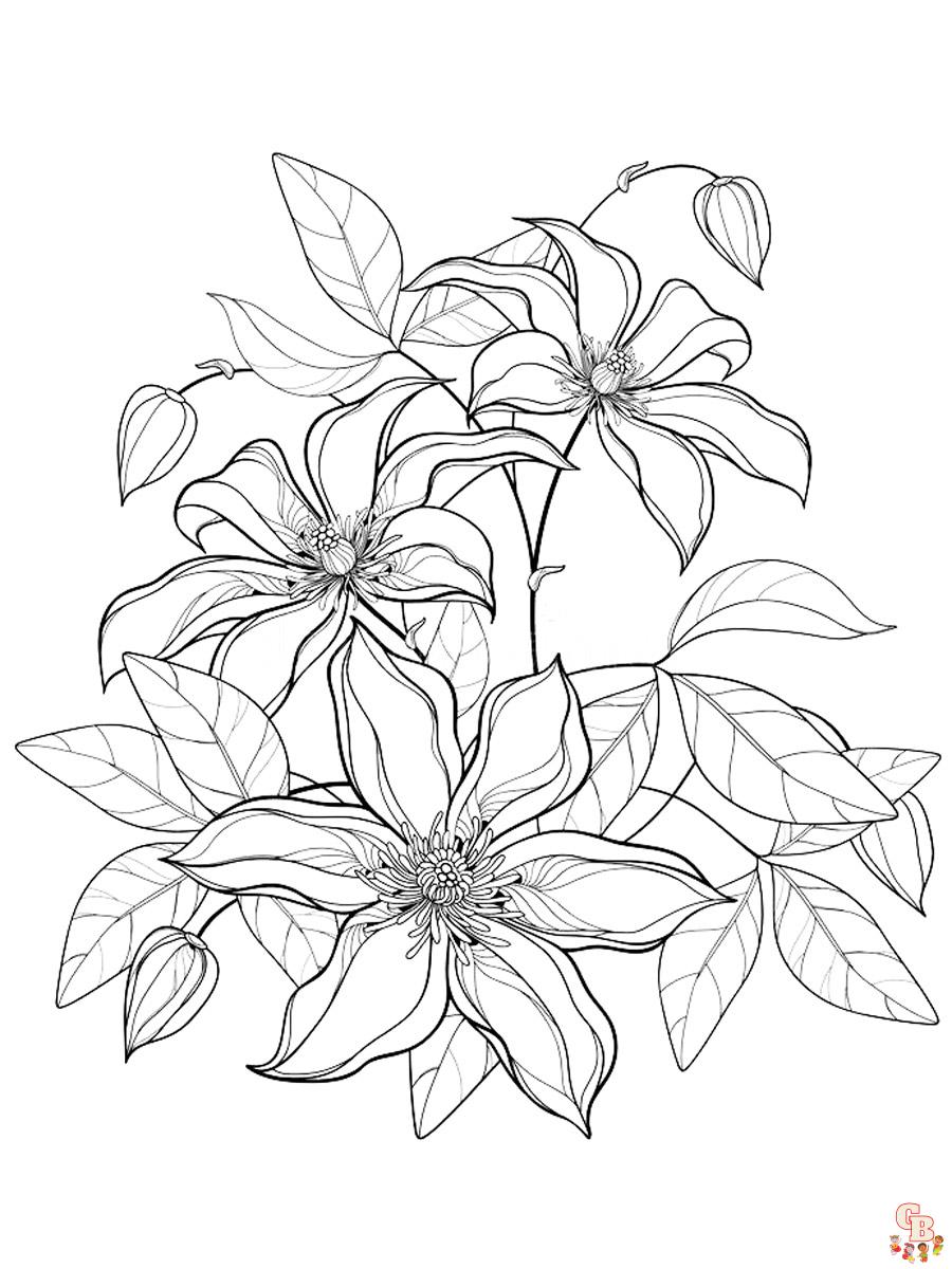Clematis Coloring Pages 9