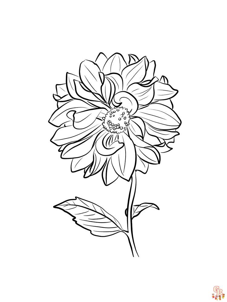Dahlia Coloring Pages 12