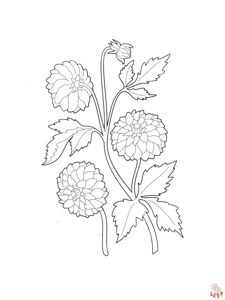 Dahlia Coloring Pages 15