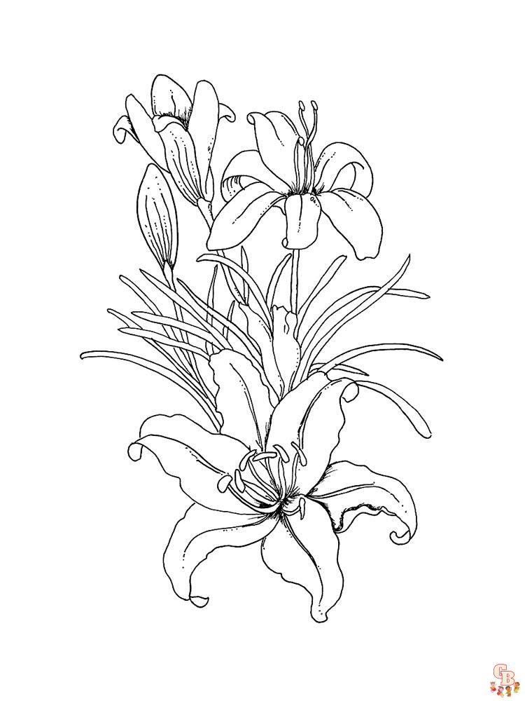 Desert Lily Coloring Pages 10